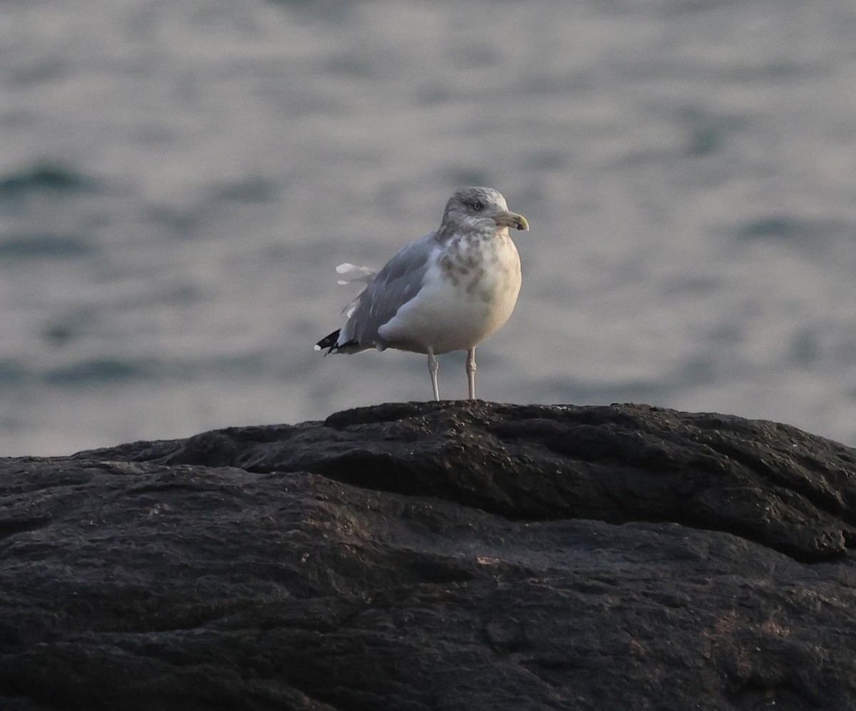 American Herring Gull - ML645422454