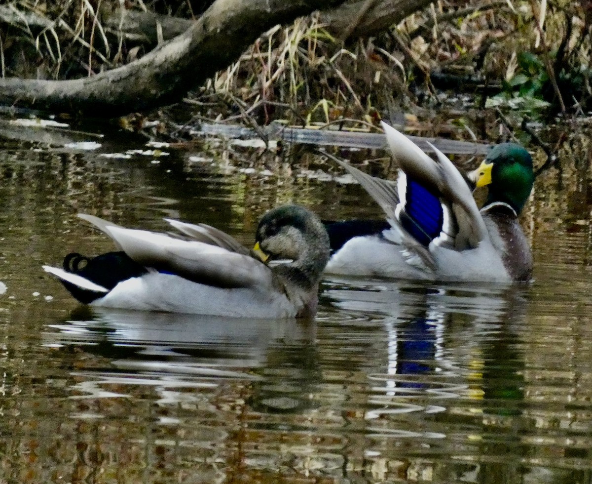 綠頭鴨 - ML645422456