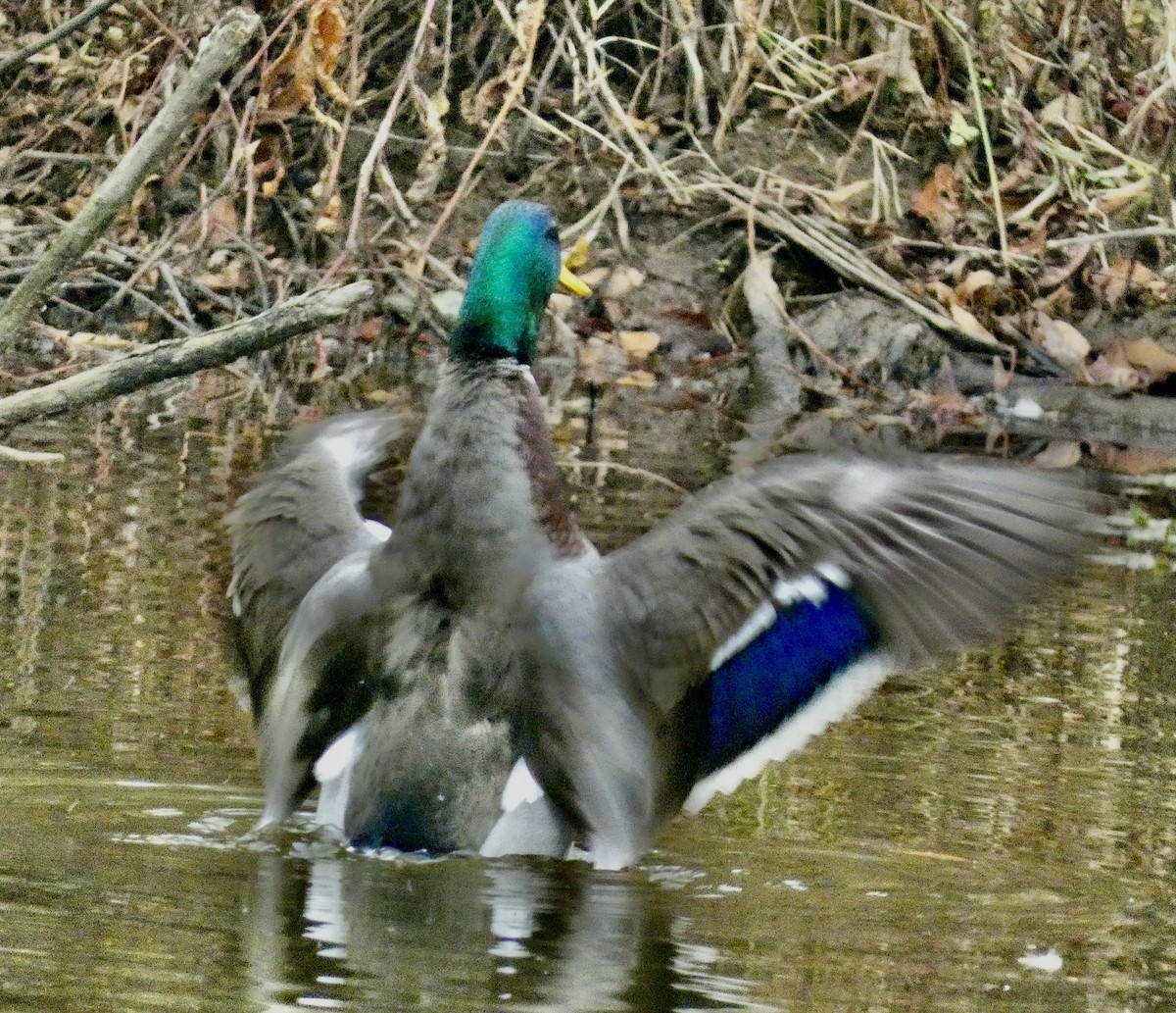 綠頭鴨 - ML645422457