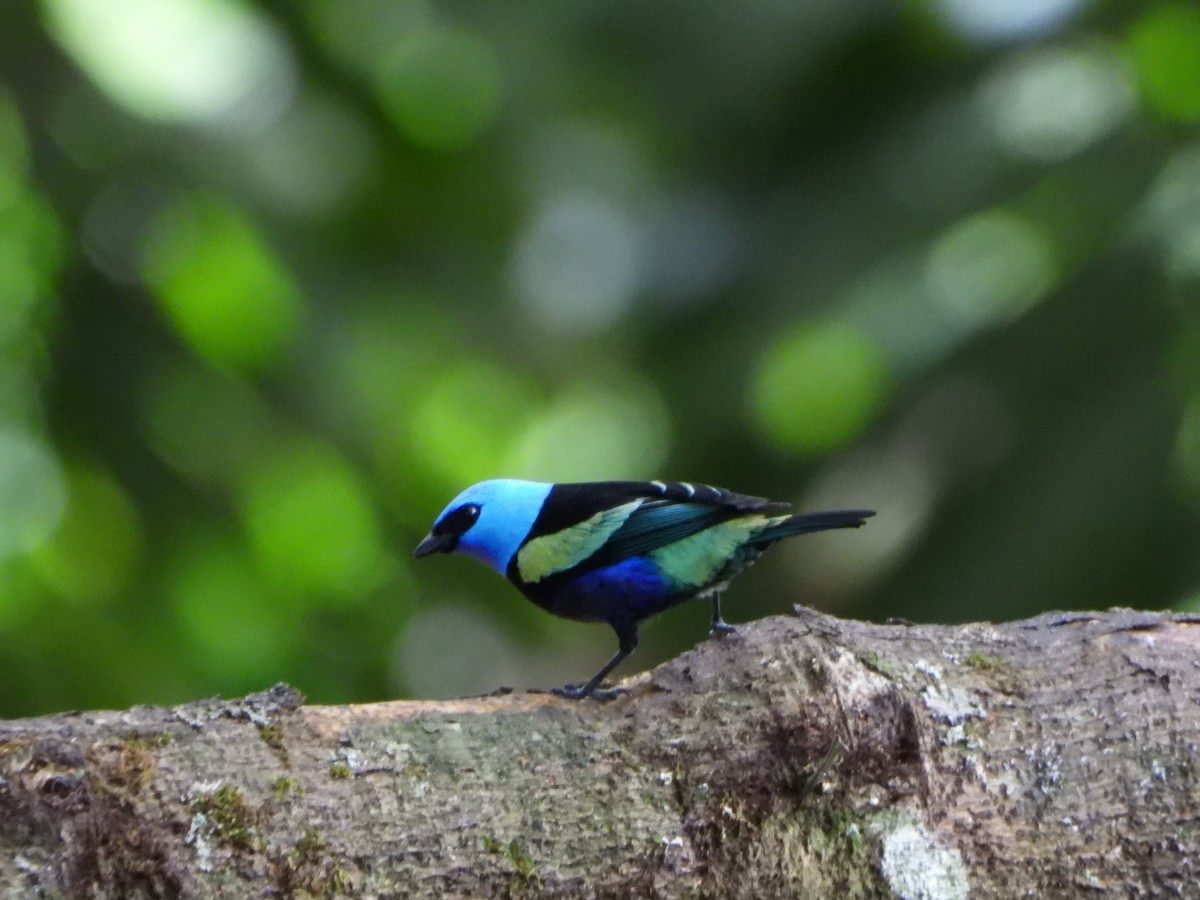 Azurkopftangare - ML645422463