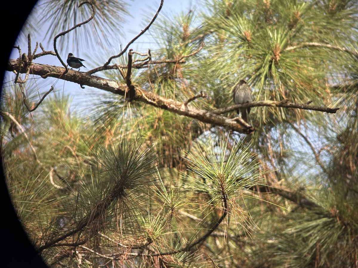 Golden-hooded Tanager - ML645422472