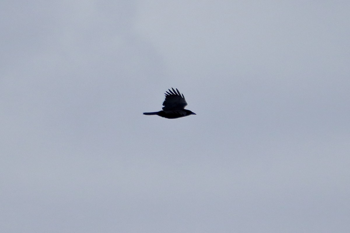 American Crow - ML645422477