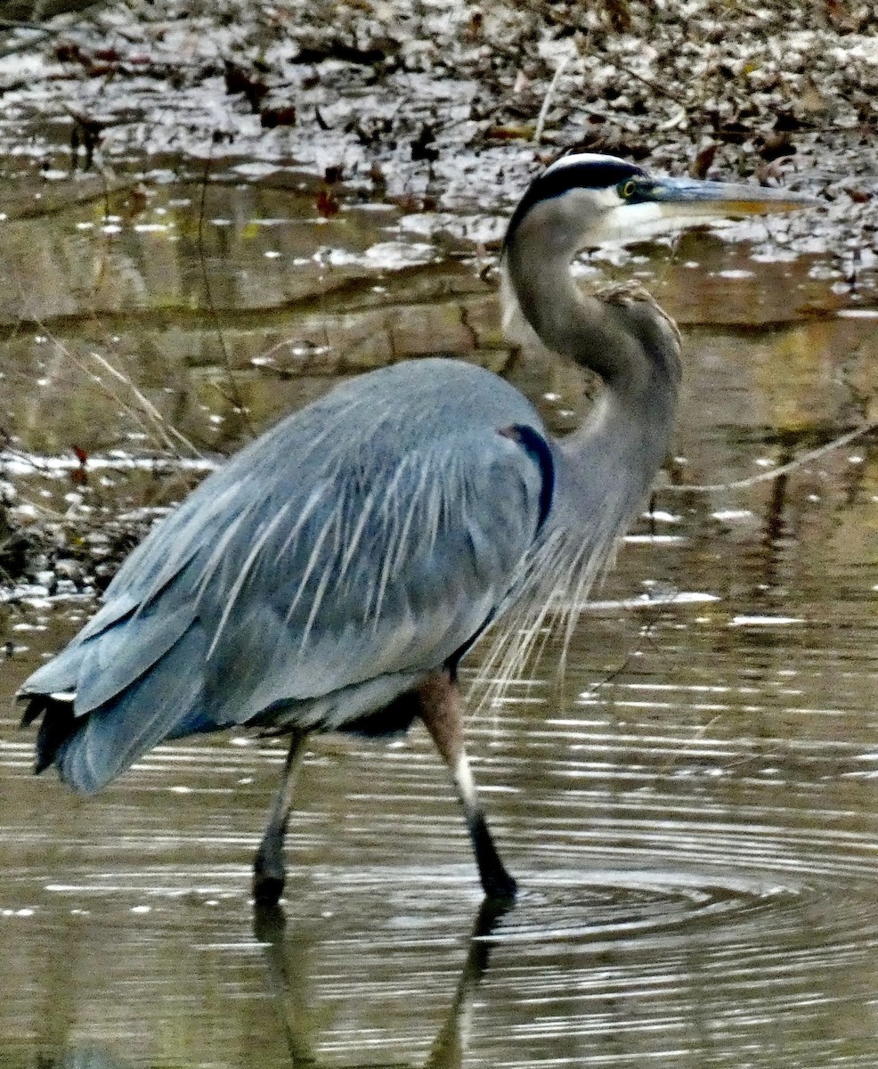 Great Blue Heron - ML645422479