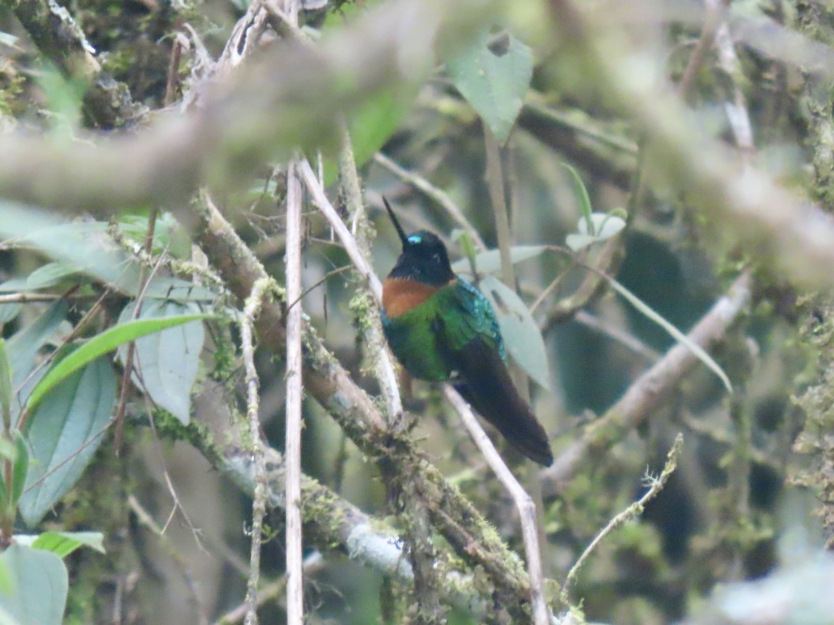 Inca de Gould - ML645422481