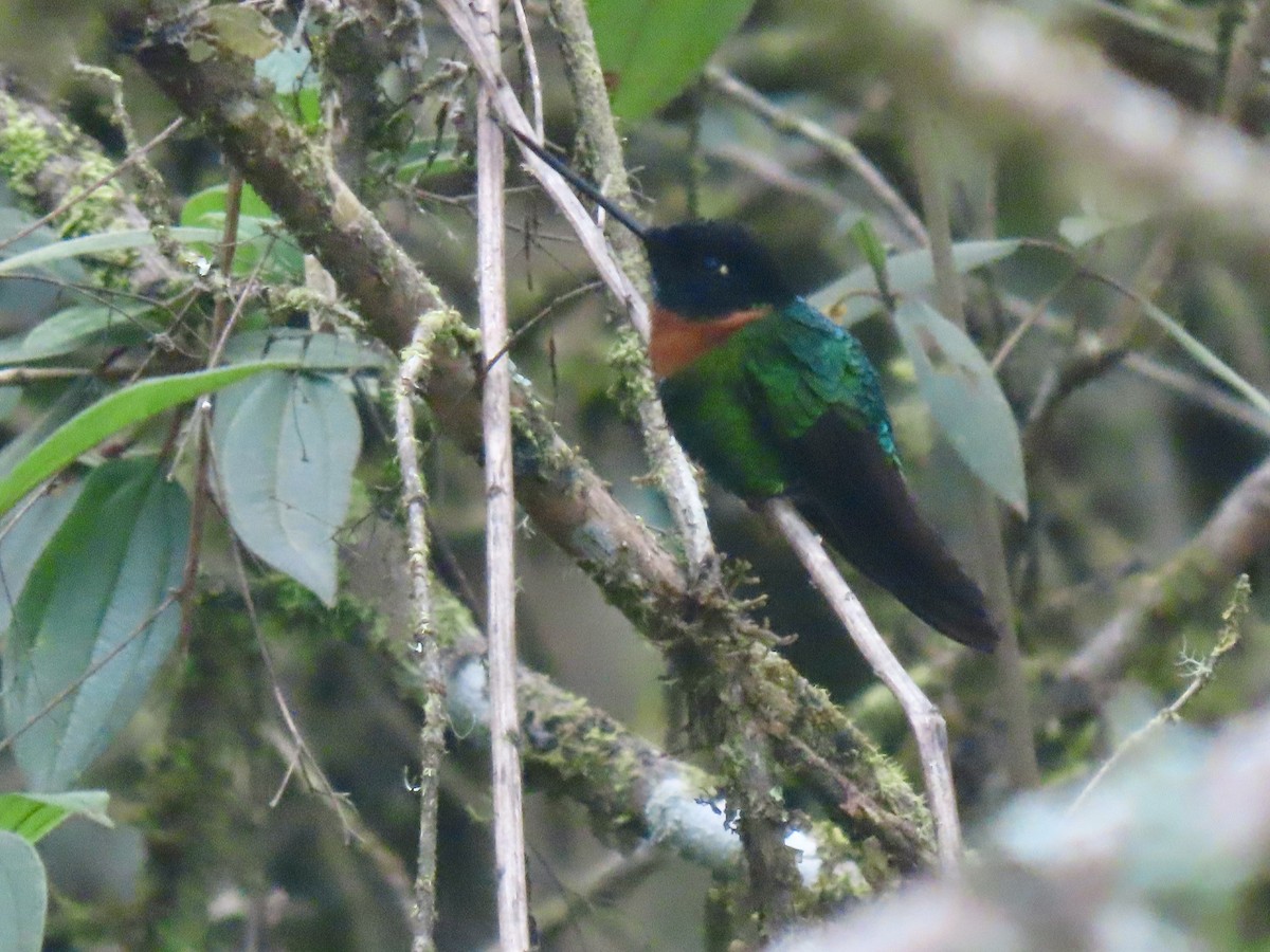 Inca de Gould - ML645422482