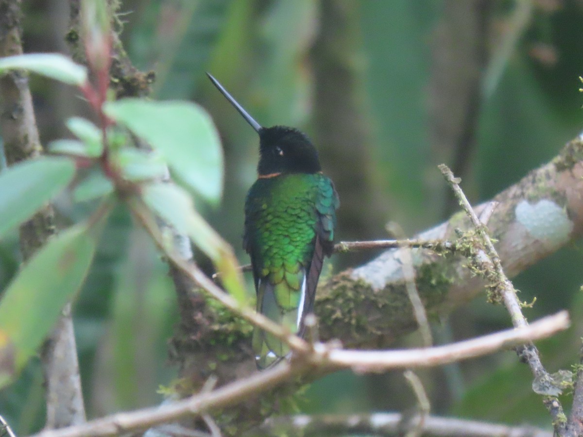 Inca de Gould - ML645422483