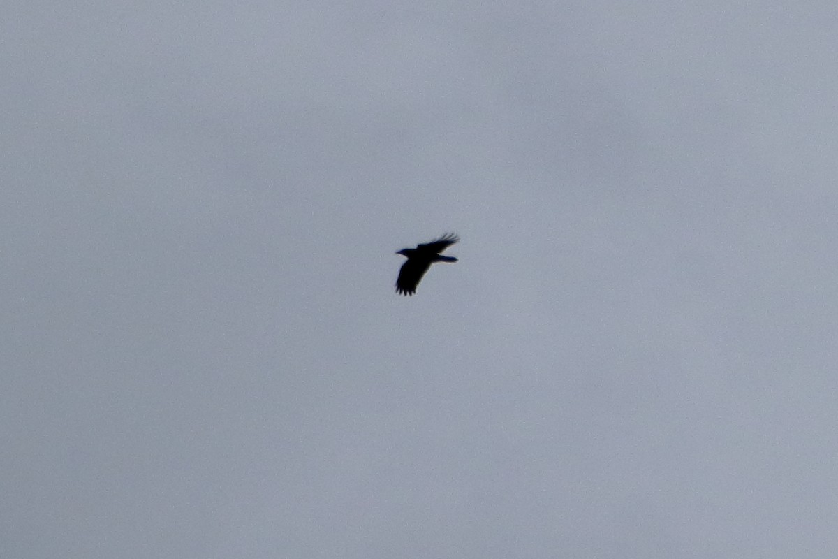 American Crow - ML645422487