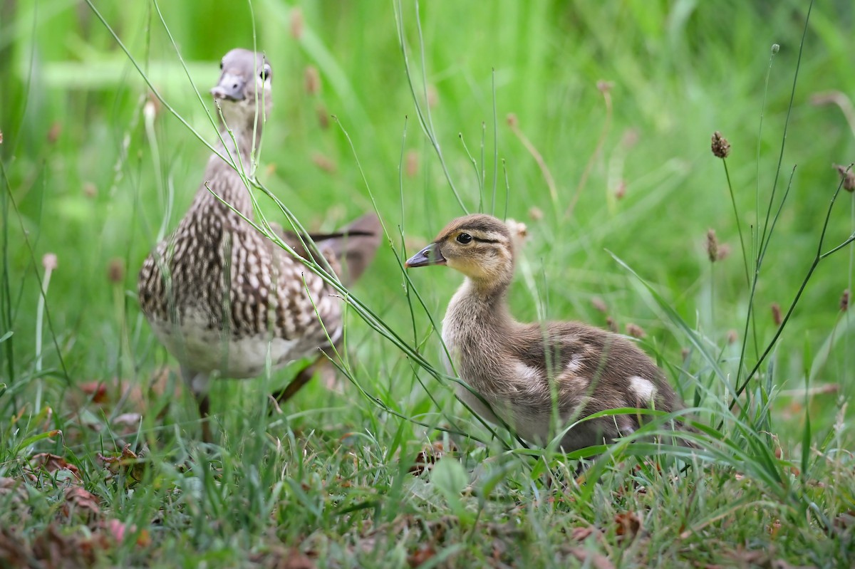 Pato Mandarín - ML645422489
