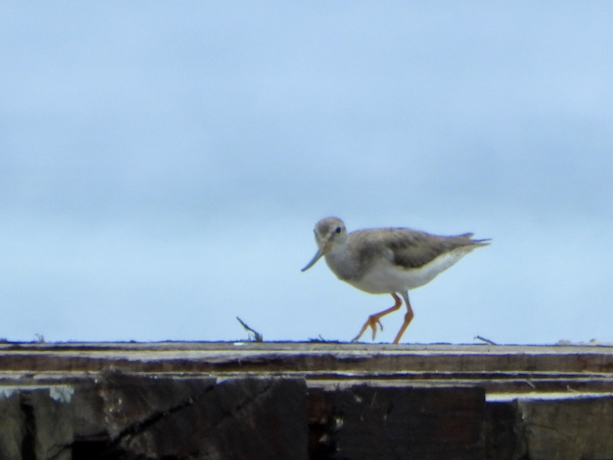 Terek Sandpiper - ML645422491