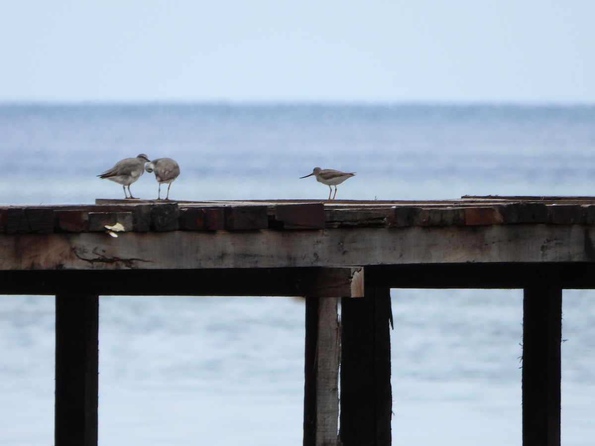 Terek Sandpiper - ML645422492