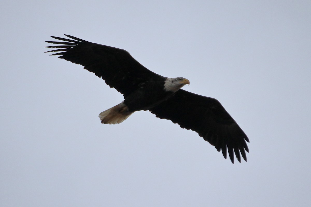 Pigargo Americano - ML645422494