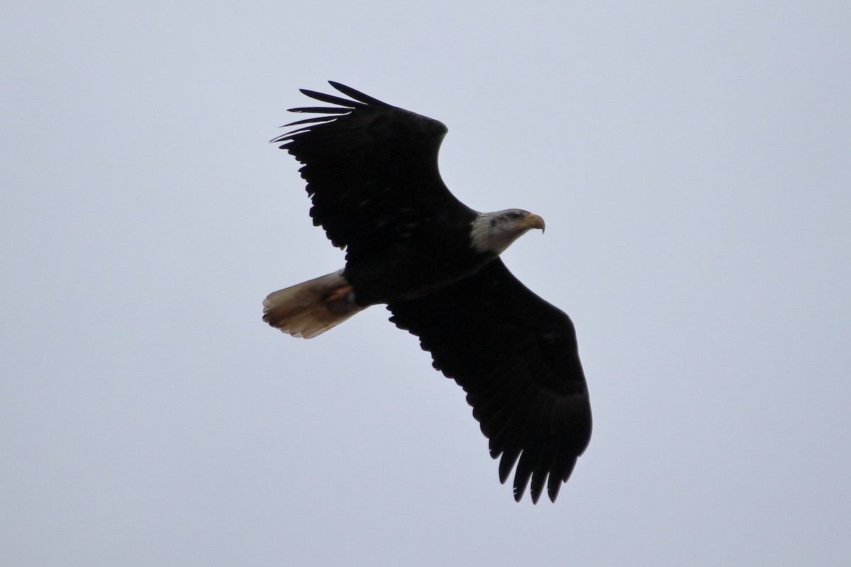 Pigargo Americano - ML645422495