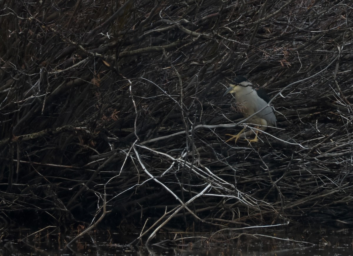 Martinete Común - ML645422496