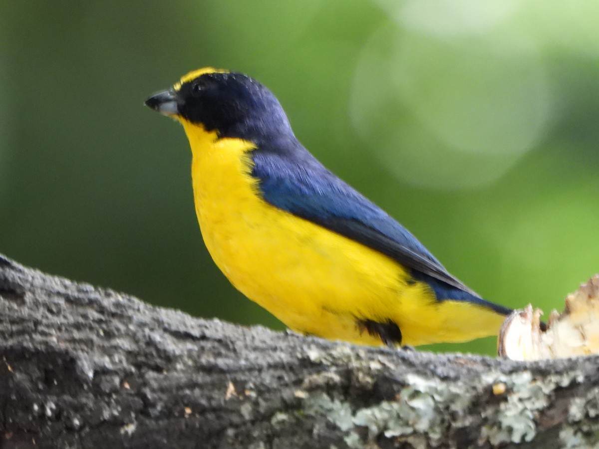 Eufonia Piquigruesa - ML645422497