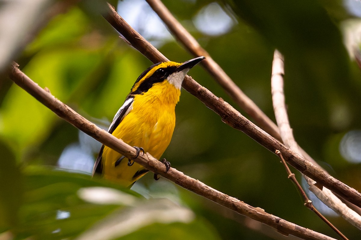 Monarca Piquiplano Pechiamarillo - ML645422499