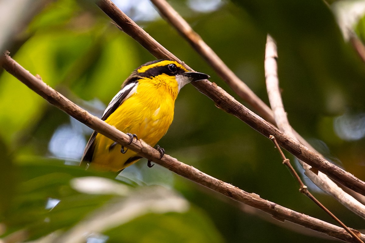 Monarca Piquiplano Pechiamarillo - ML645422500