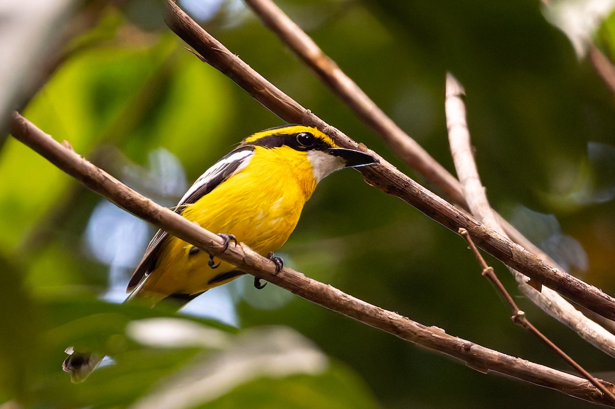 Monarca Piquiplano Pechiamarillo - ML645422501