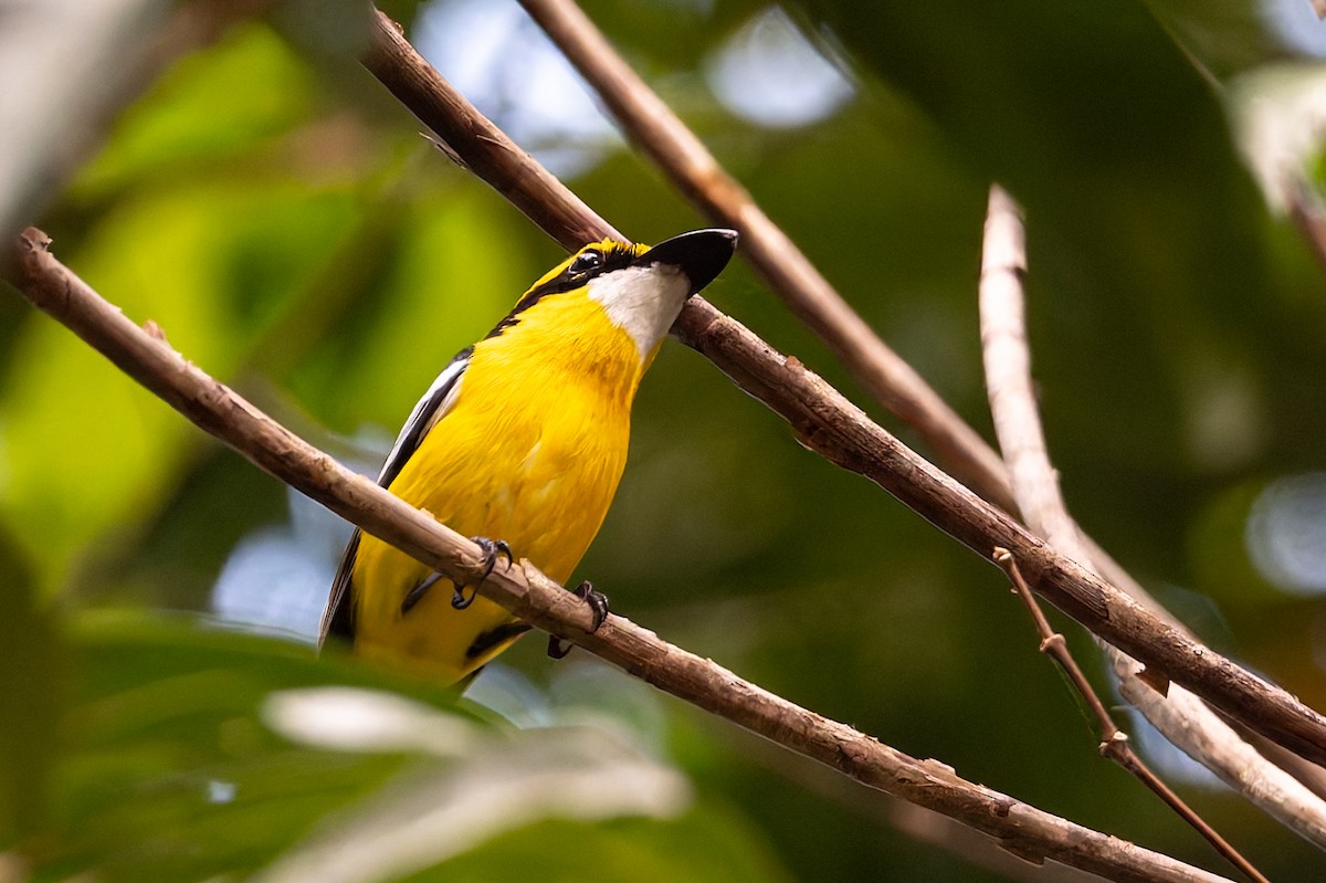 Monarca Piquiplano Pechiamarillo - ML645422502