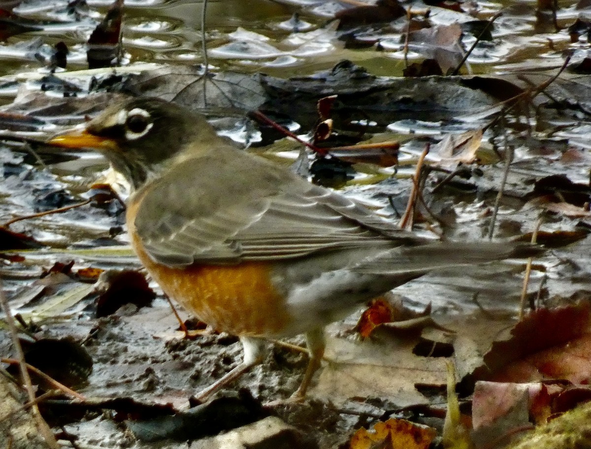 Zorzal Americano - ML645422503