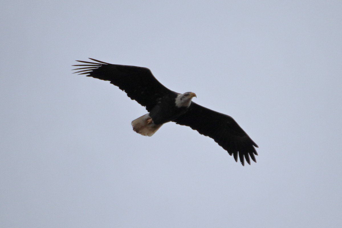 Pigargo Americano - ML645422504