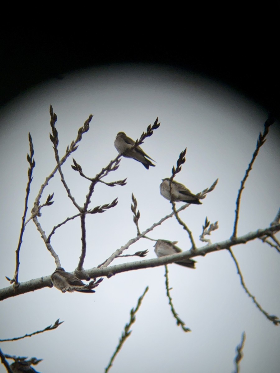 Golondrina Aserrada - ML645422505