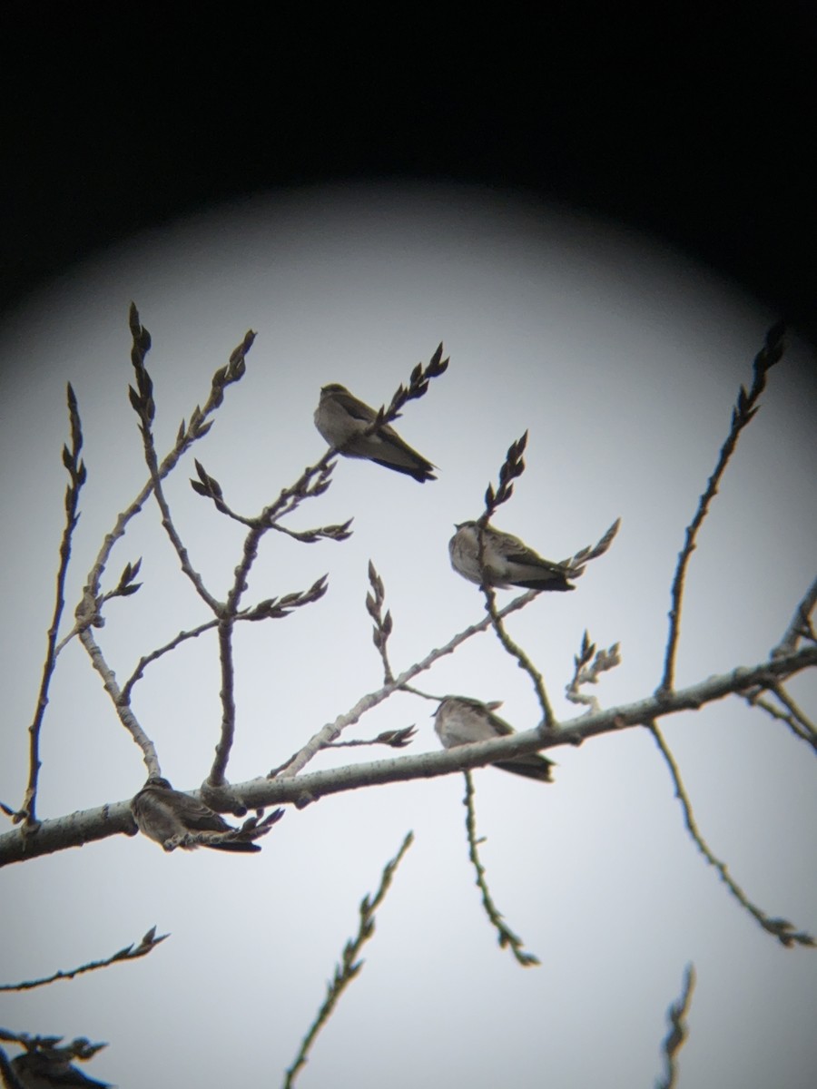 Golondrina Aserrada - ML645422506