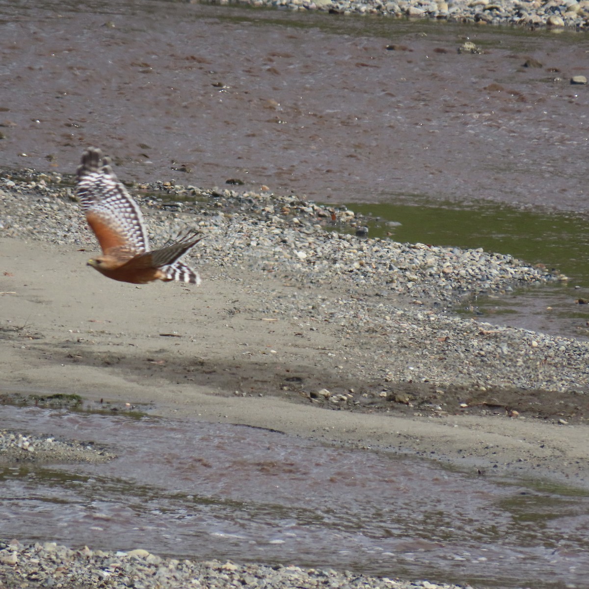 Busardo Pechirrojo - ML645422508