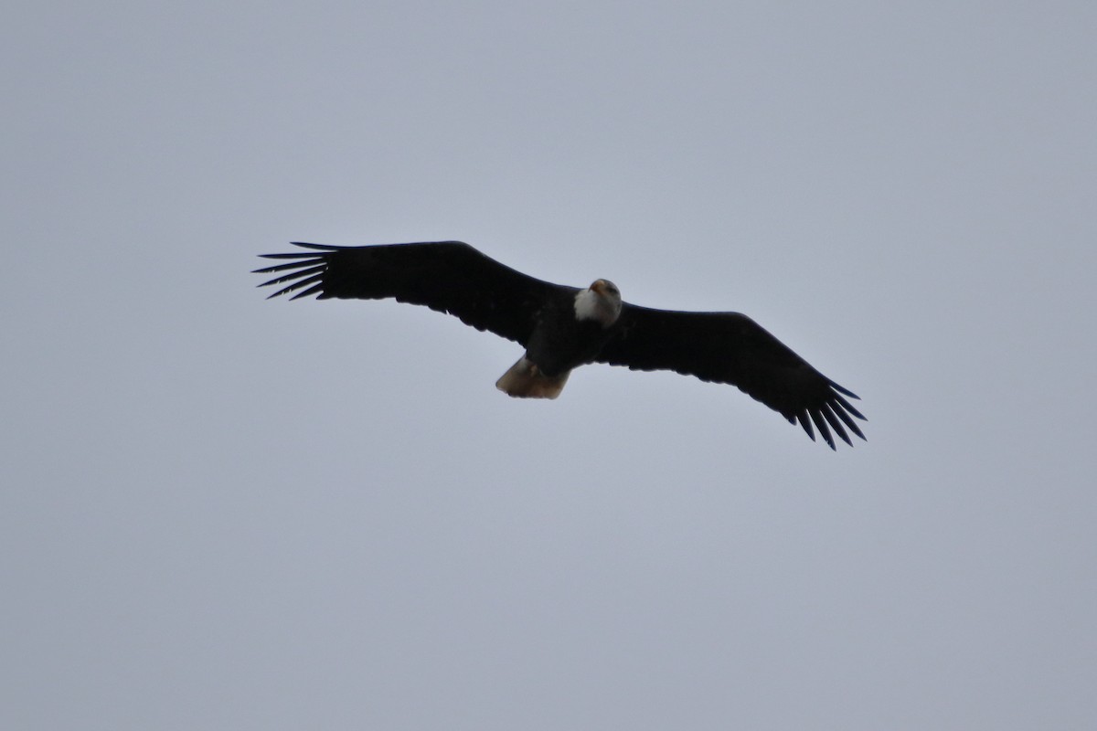 Pigargo Americano - ML645422509