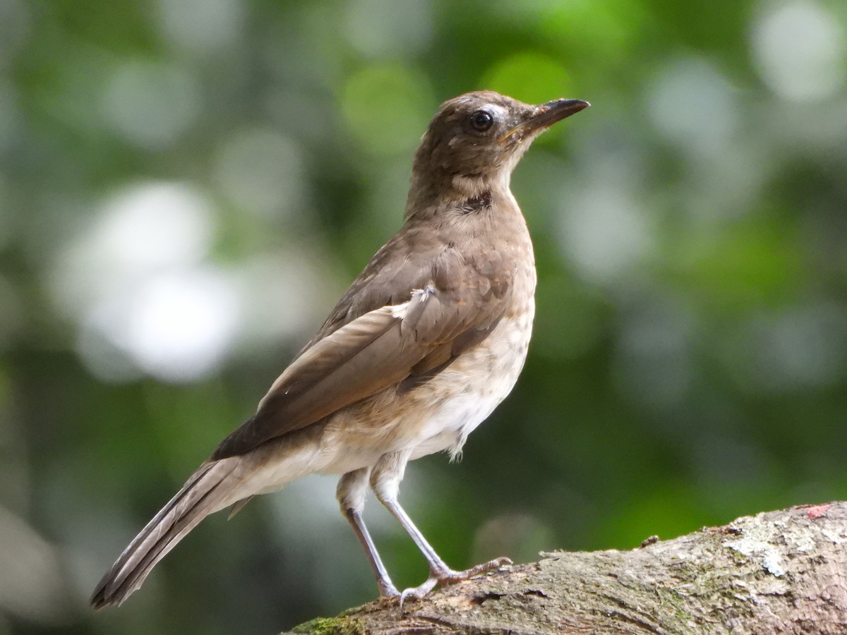 Zorzal Piquinegro - ML645422513