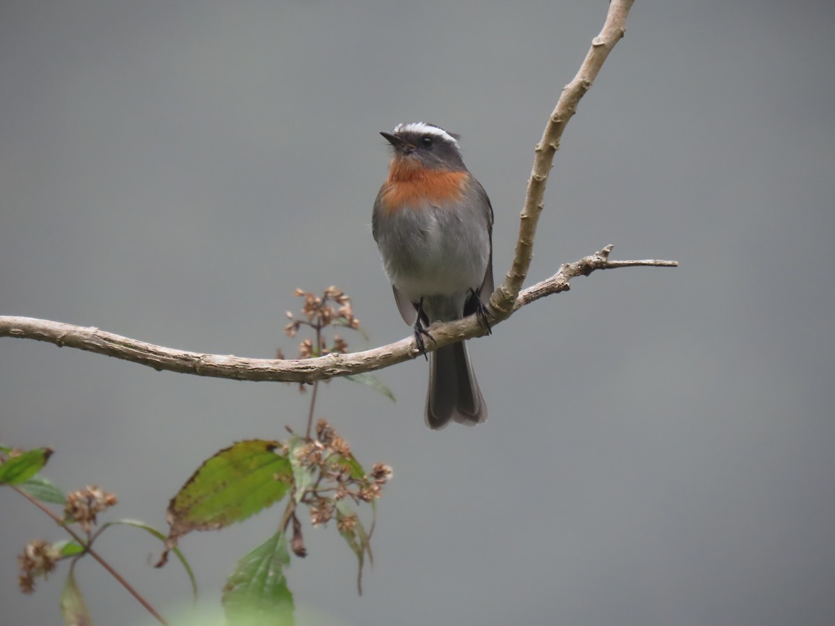 Orangebrust-Schmätzertyrann - ML645422514