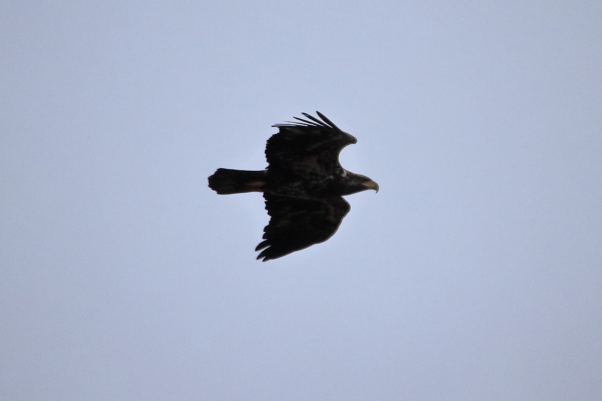 Pigargo Americano - ML645422515