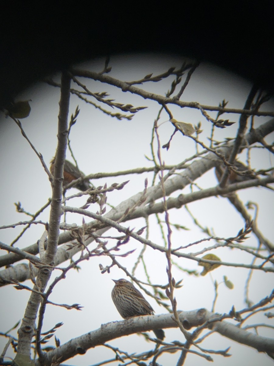 Sargento Alirrojo - ML645422516