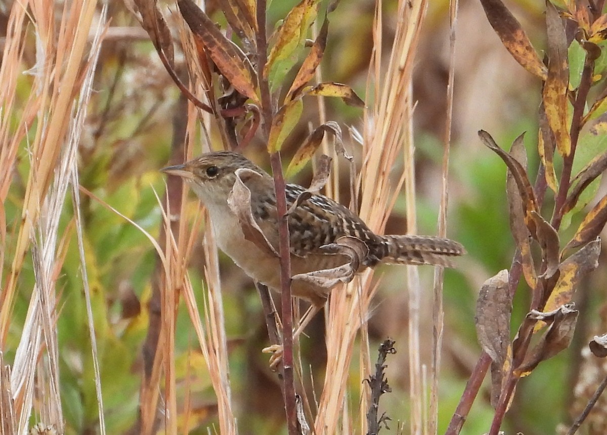 Cucarachero Culibarrado - ML645422519