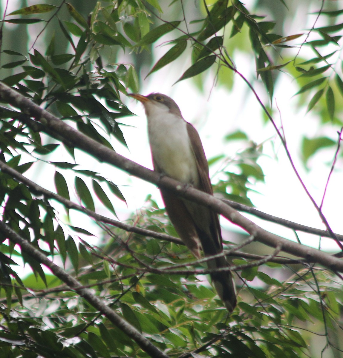 Cuclillo Piquigualdo - ML645422520