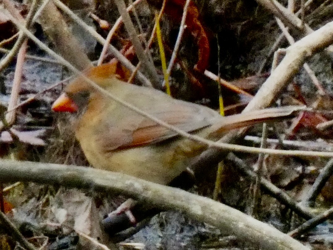 Northern Cardinal - ML645422522