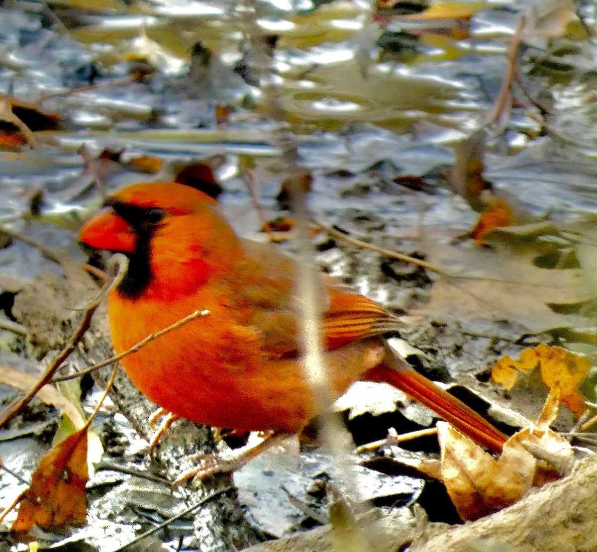 Northern Cardinal - ML645422523