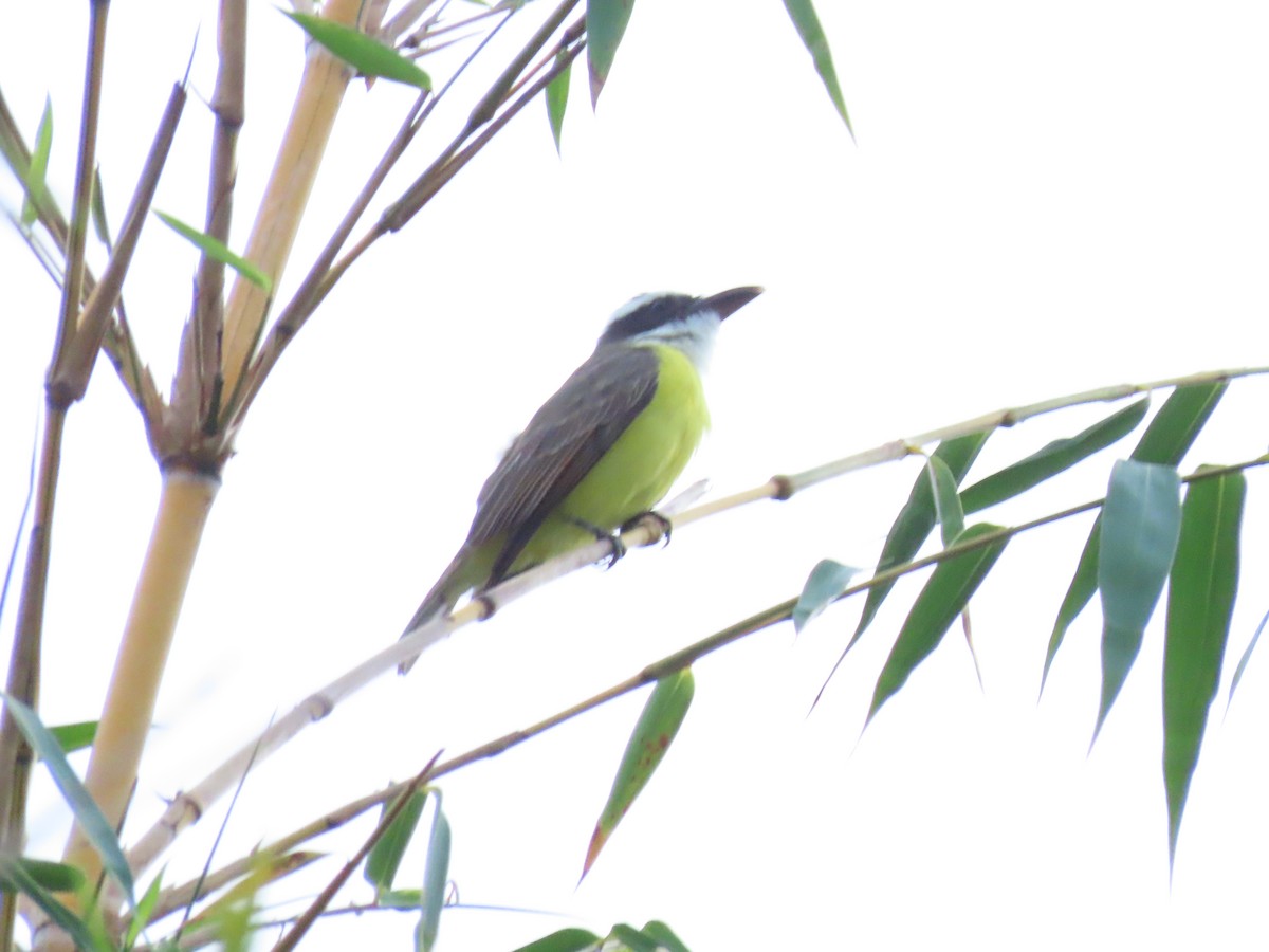 Boat-billed Flycatcher - ML645422525