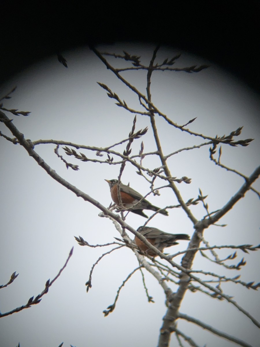 Дрізд мандрівний - ML645422528