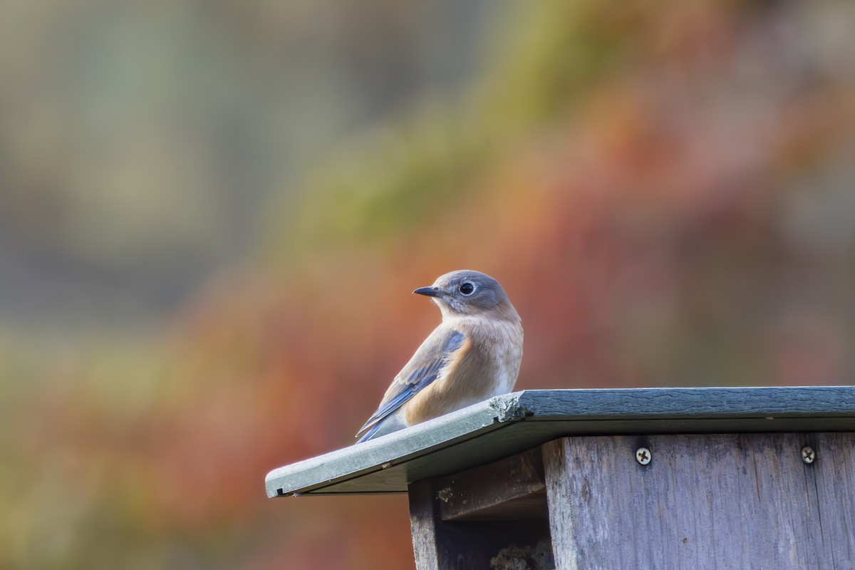 Eastern Bluebird - ML645422534
