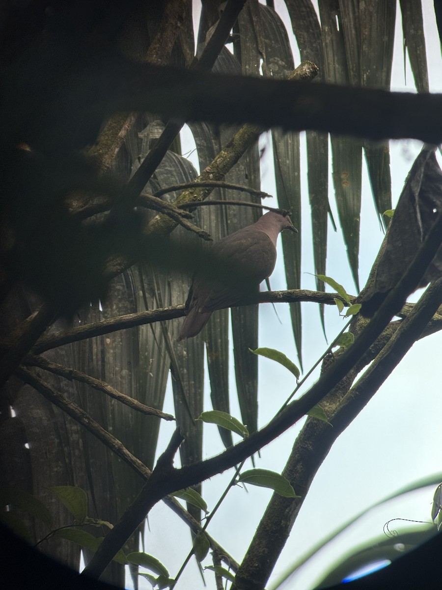 コバシバト - ML645422537