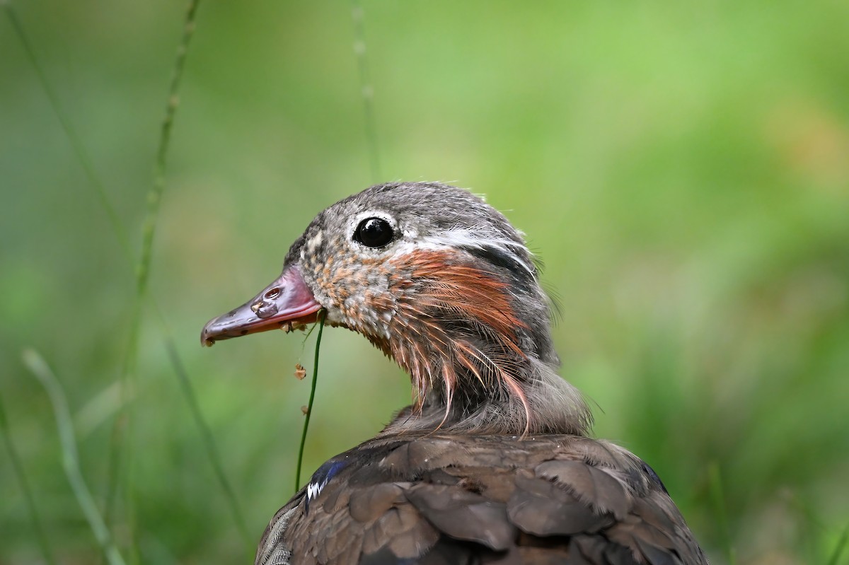 Mandarin Duck - ML645422546
