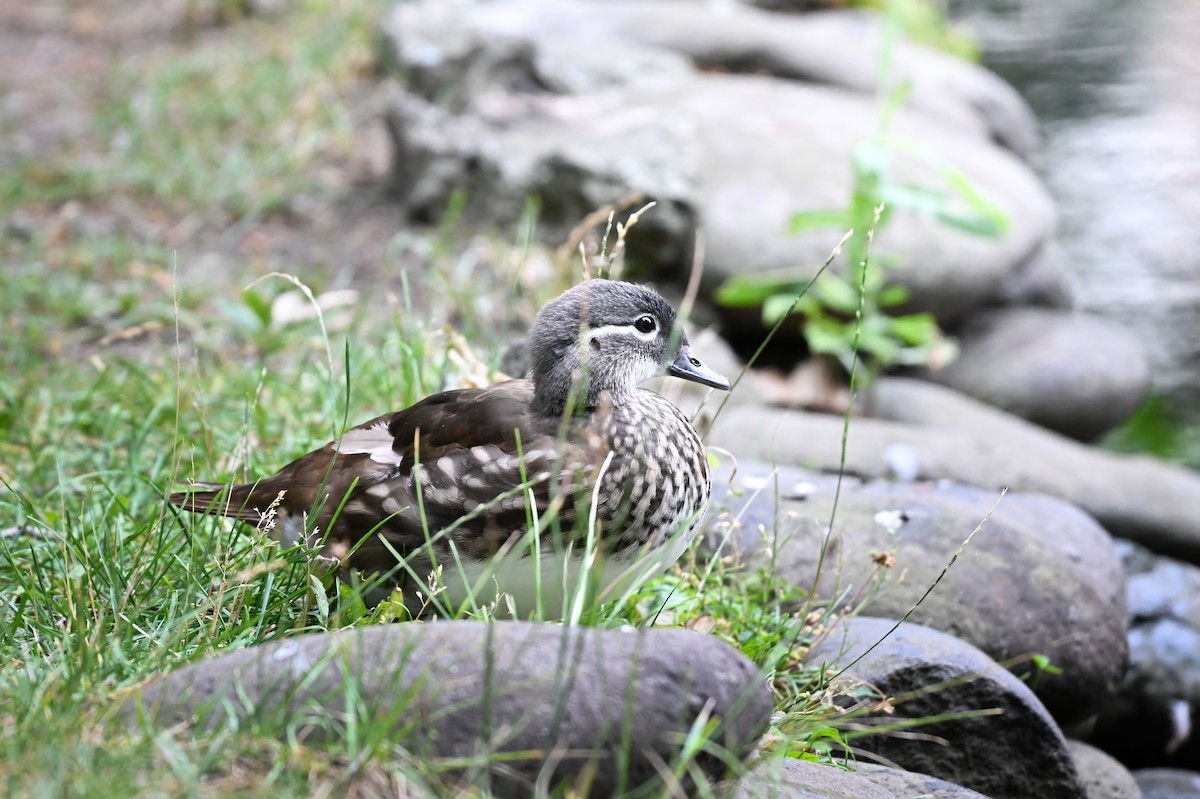 Mandarin Duck - ML645422547