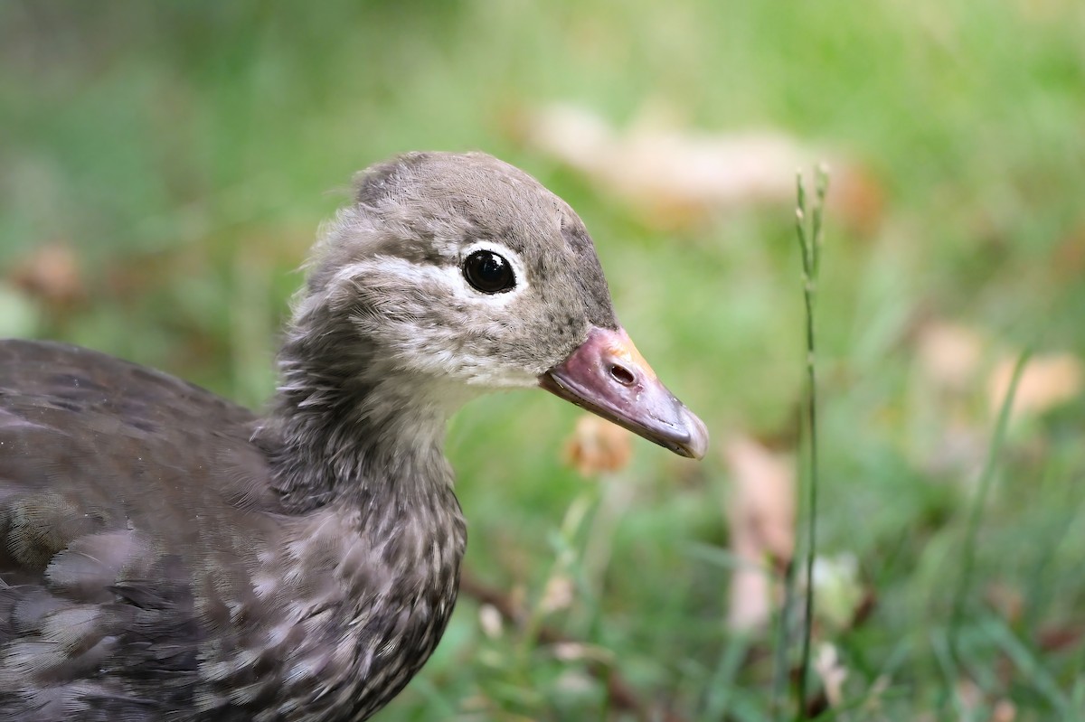 Mandarin Duck - ML645422548