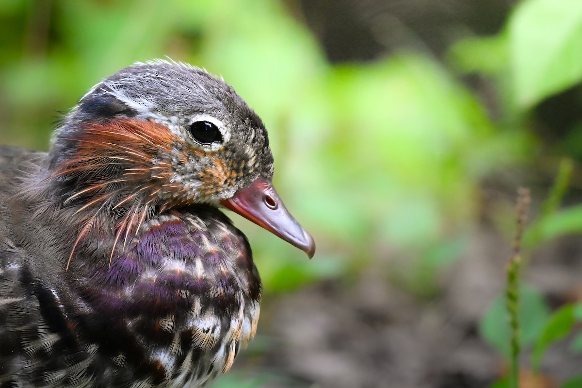 Mandarin Duck - ML645422549