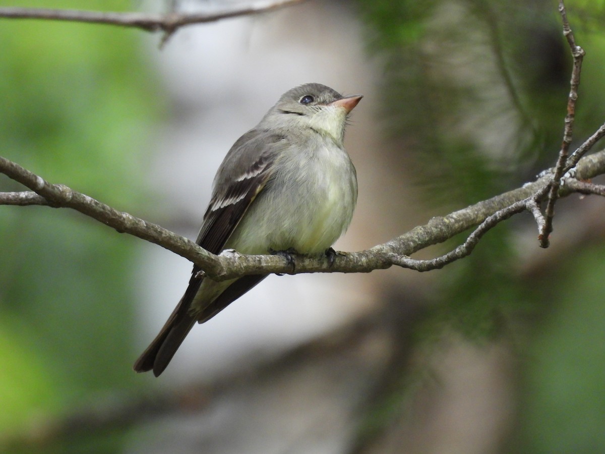 Восточный пиви - ML645422559