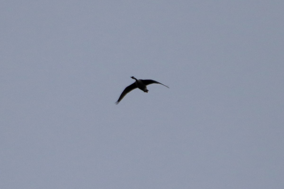 Canada Goose - ML645422563