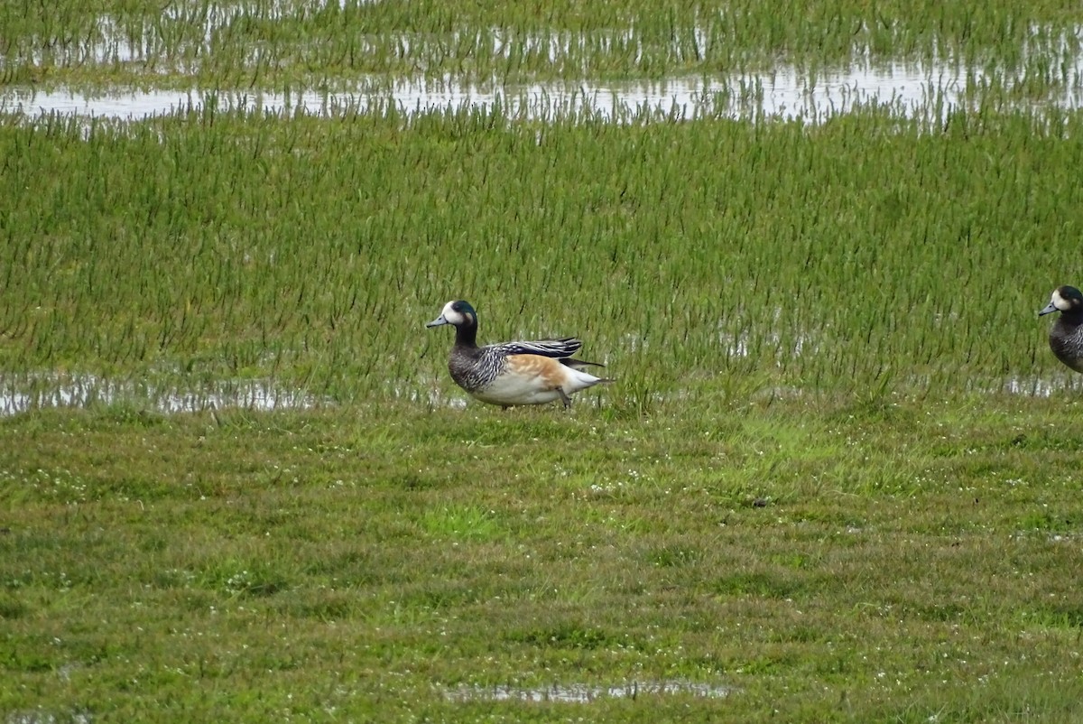 Chiloe Wigeon - ML645422566
