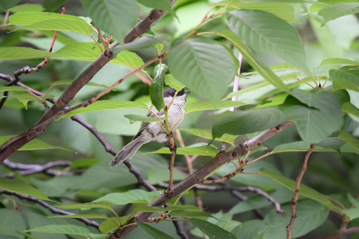 Пухляк - ML645422571