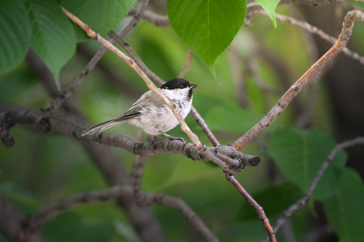 Пухляк - ML645422572