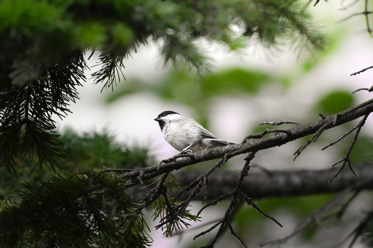 Пухляк - ML645422573